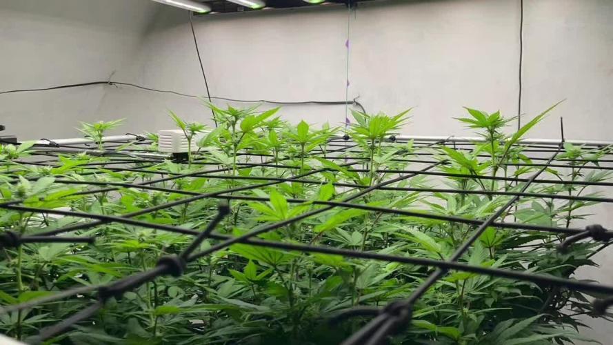 Laughing Buddha | 720W | SCROG