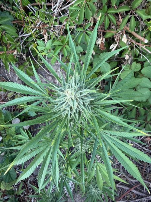 The Hobbit Hole Outdoor Grow 2026. Week 10
