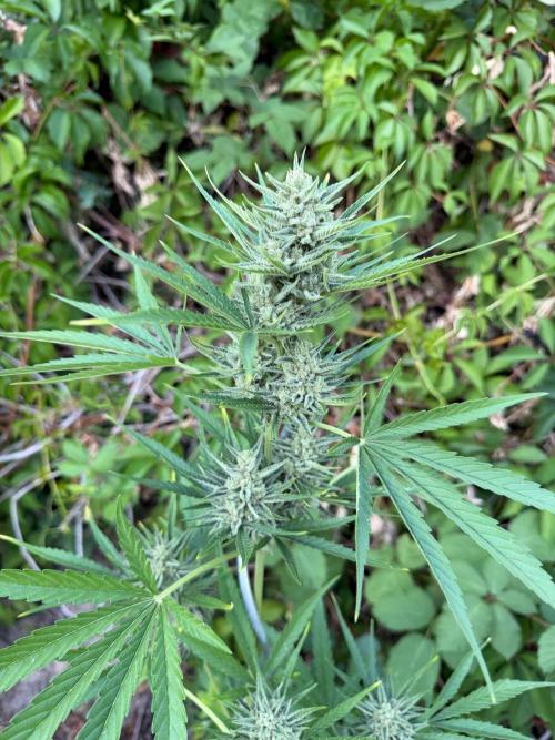 The Hobbit Hole Outdoor Grow 2026. Week 10