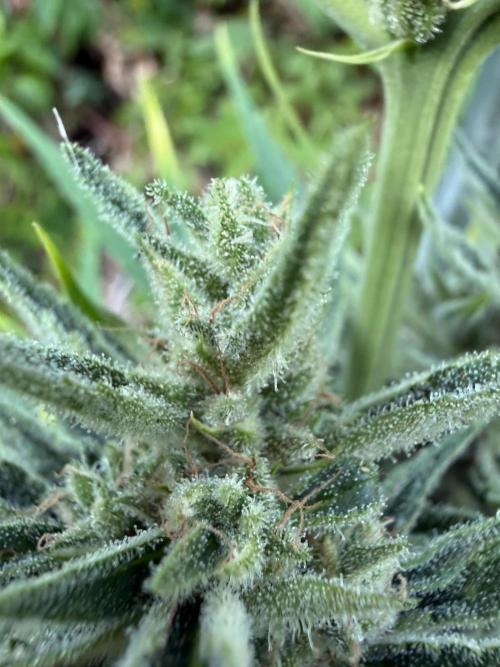The Hobbit Hole Outdoor Grow 2026. Week 10