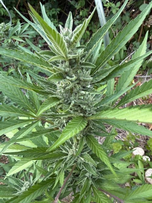 The Hobbit Hole Outdoor Grow 2026. Week 10