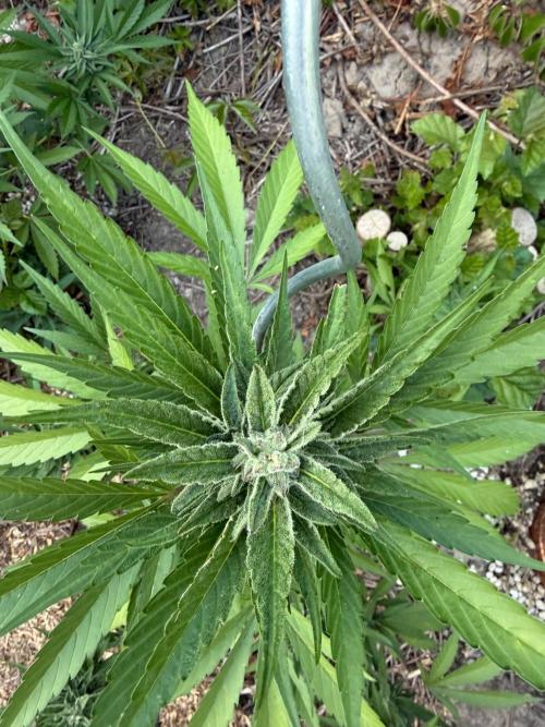 The Hobbit Hole Outdoor Grow 2026. Week 10