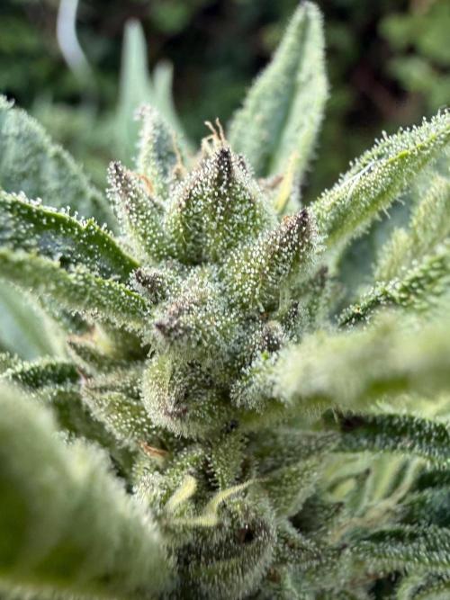 The Hobbit Hole Outdoor Grow 2026. Week 10