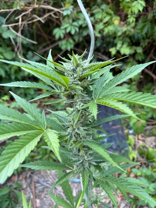 The Hobbit Hole Outdoor Grow 2026. Week 10