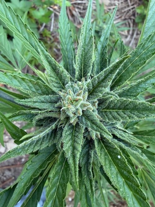 The Hobbit Hole Outdoor Grow 2026. Week 10