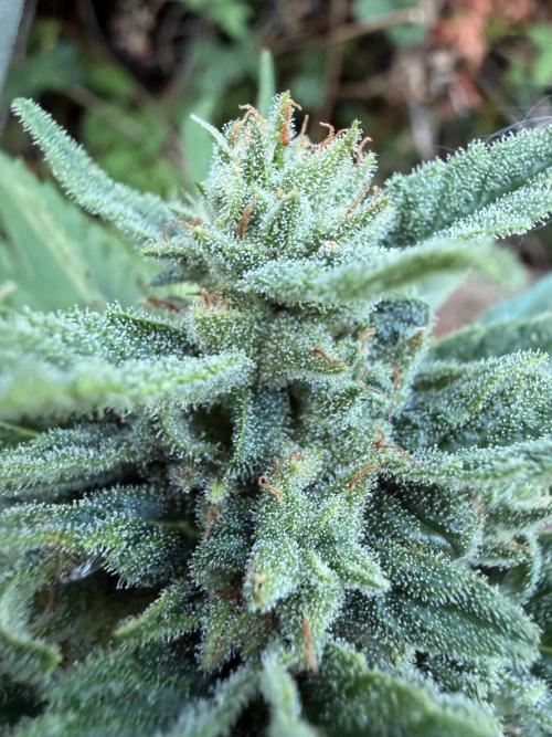 The Hobbit Hole Outdoor Grow 2026. Week 10