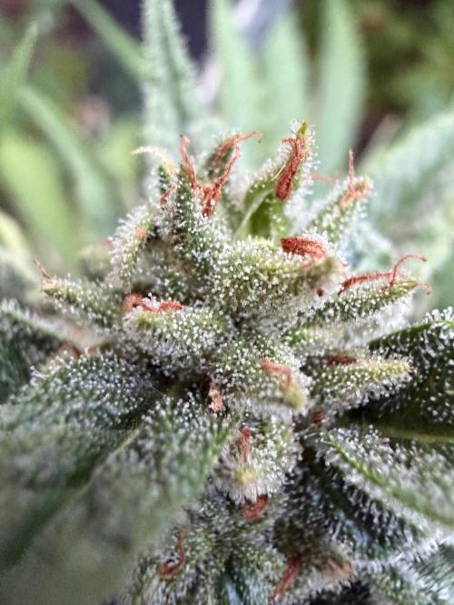 The Hobbit Hole Outdoor Grow 2026. Week 10