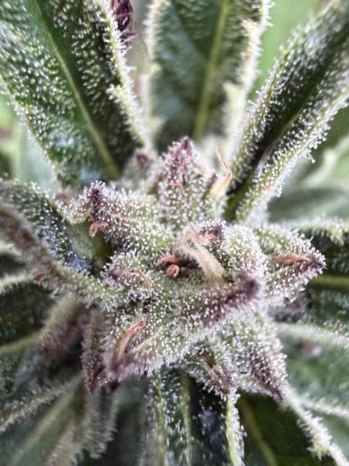 The Hobbit Hole Outdoor Grow 2026. Week 10