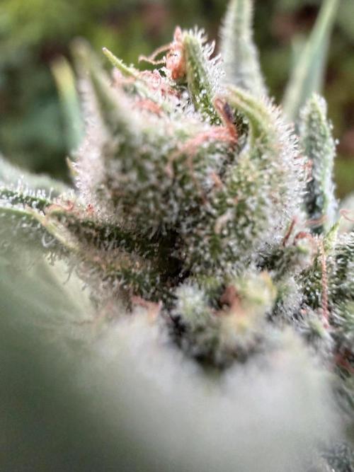 The Hobbit Hole Outdoor Grow 2026. Week 10