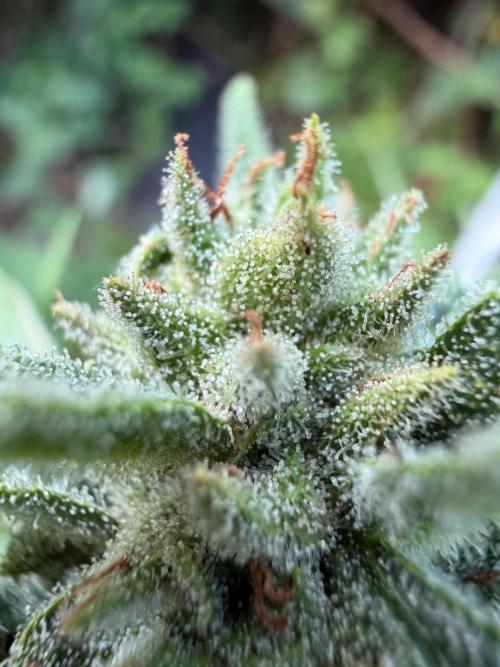 The Hobbit Hole Outdoor Grow 2026. Week 10