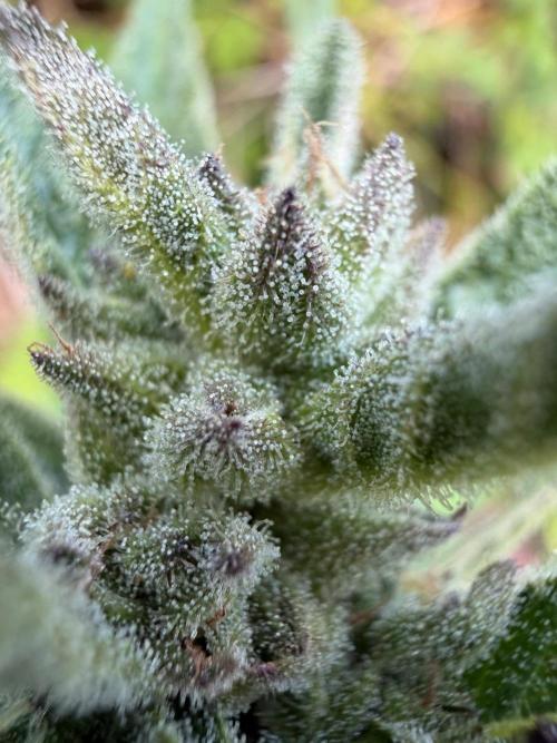 The Hobbit Hole Outdoor Grow 2026. Week 10
