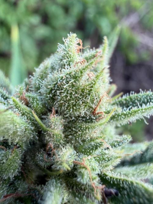 The Hobbit Hole Outdoor Grow 2026. Week 10