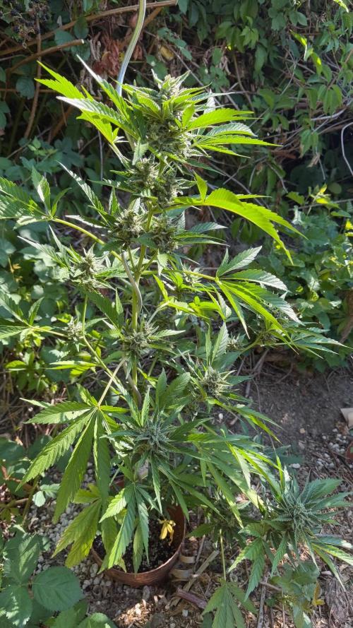 The Hobbit Hole Outdoor Grow 2026. Week 10
