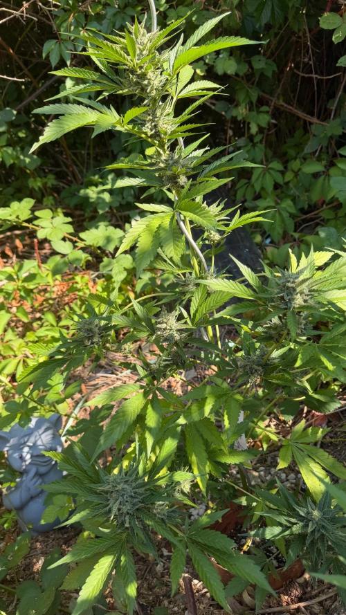 The Hobbit Hole Outdoor Grow 2026. Week 10