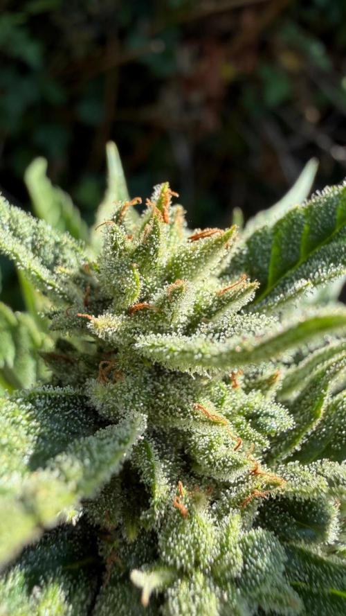 The Hobbit Hole Outdoor Grow 2026. Week 10