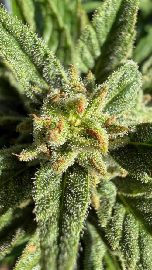 The Hobbit Hole Outdoor Grow 2026. Week 10