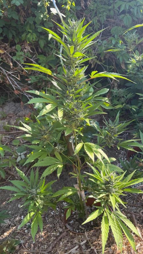 The Hobbit Hole Outdoor Grow 2026. Week 10
