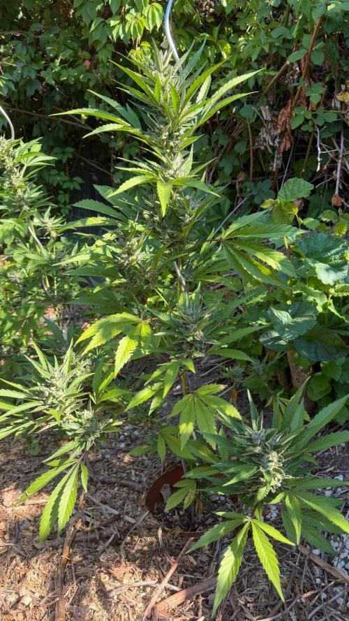 The Hobbit Hole Outdoor Grow 2026. Week 10