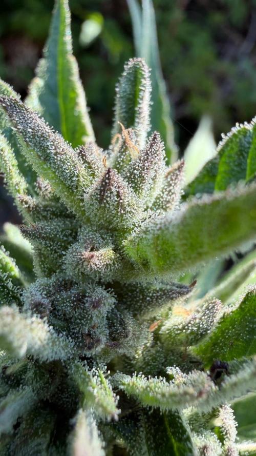 The Hobbit Hole Outdoor Grow 2026. Week 10