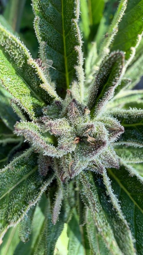The Hobbit Hole Outdoor Grow 2026. Week 10