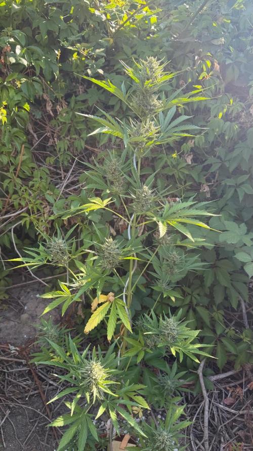 The Hobbit Hole Outdoor Grow 2026. Week 10