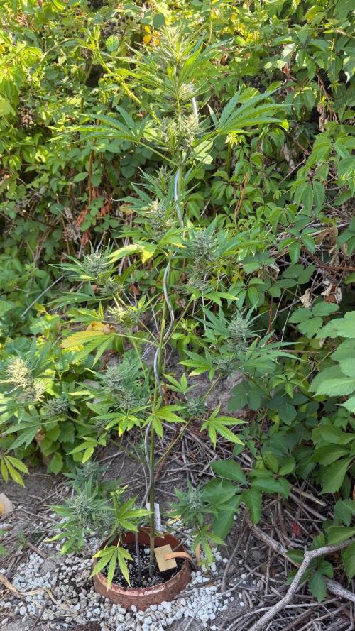 The Hobbit Hole Outdoor Grow 2026. Week 10