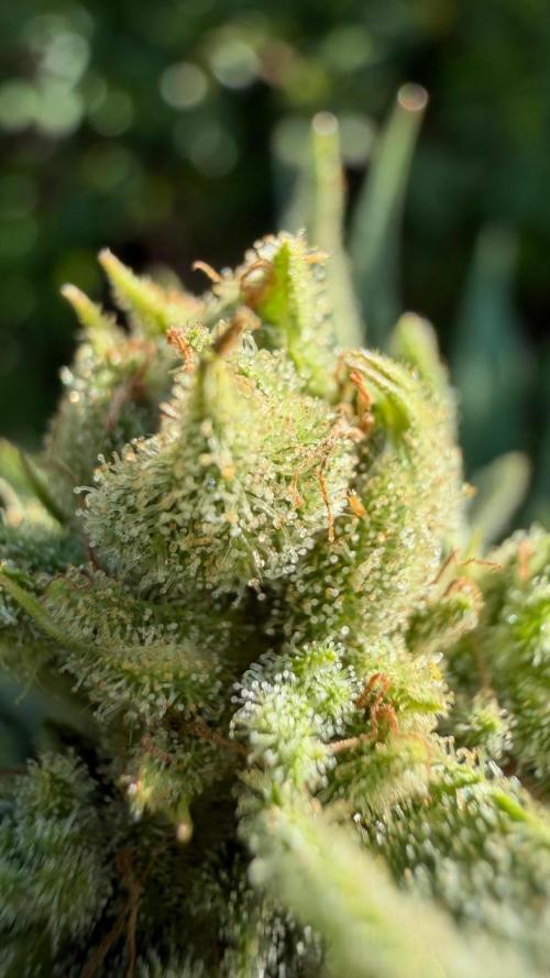 The Hobbit Hole Outdoor Grow 2026. Week 10