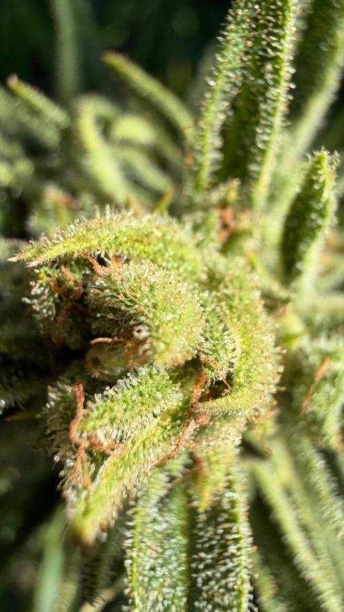 The Hobbit Hole Outdoor Grow 2026. Week 10