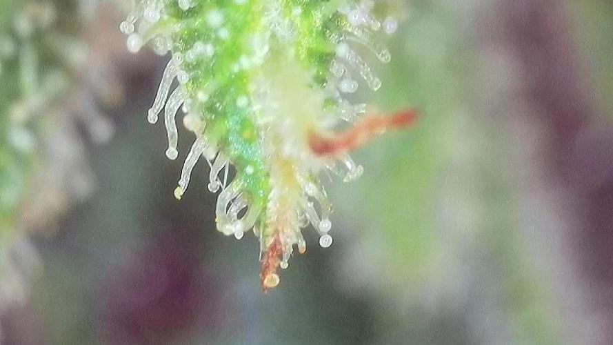 The Hobbit Hole Outdoor Grow 2026. Week 10