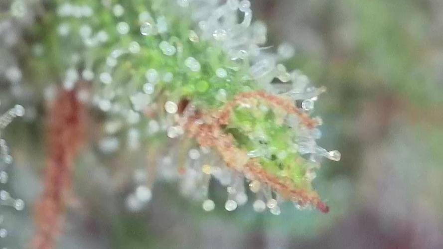 The Hobbit Hole Outdoor Grow 2026. Week 10