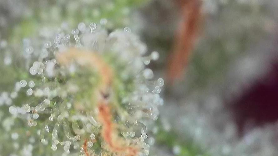 The Hobbit Hole Outdoor Grow 2026. Week 10