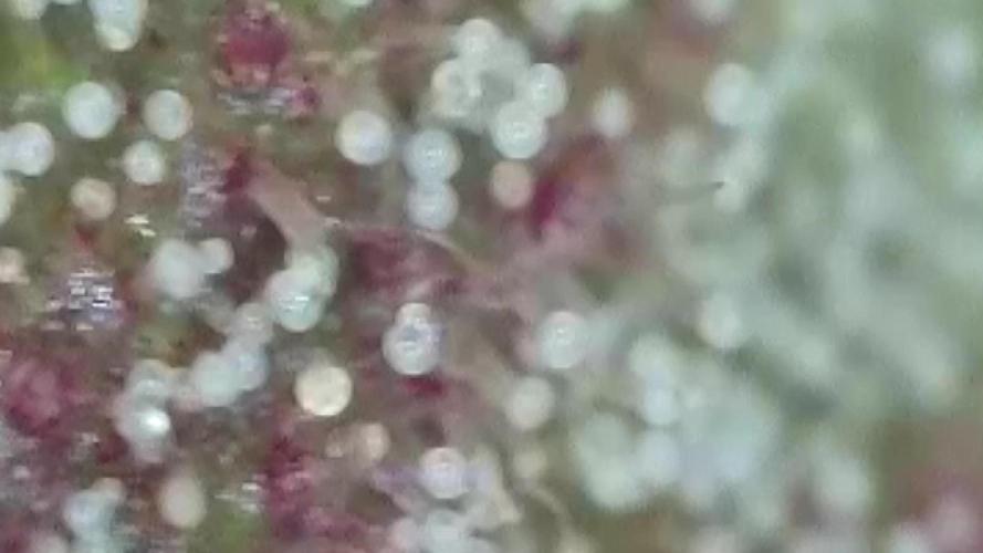The Hobbit Hole Outdoor Grow 2026. Week 10