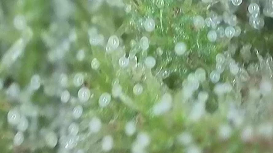 The Hobbit Hole Outdoor Grow 2026. Week 10