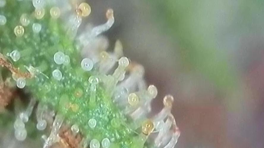 The Hobbit Hole Outdoor Grow 2026. Week 10