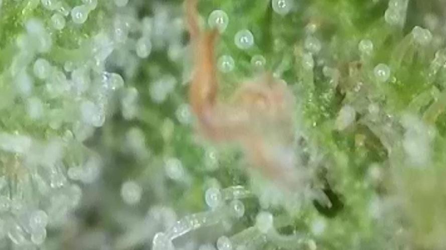 The Hobbit Hole Outdoor Grow 2026. Week 10