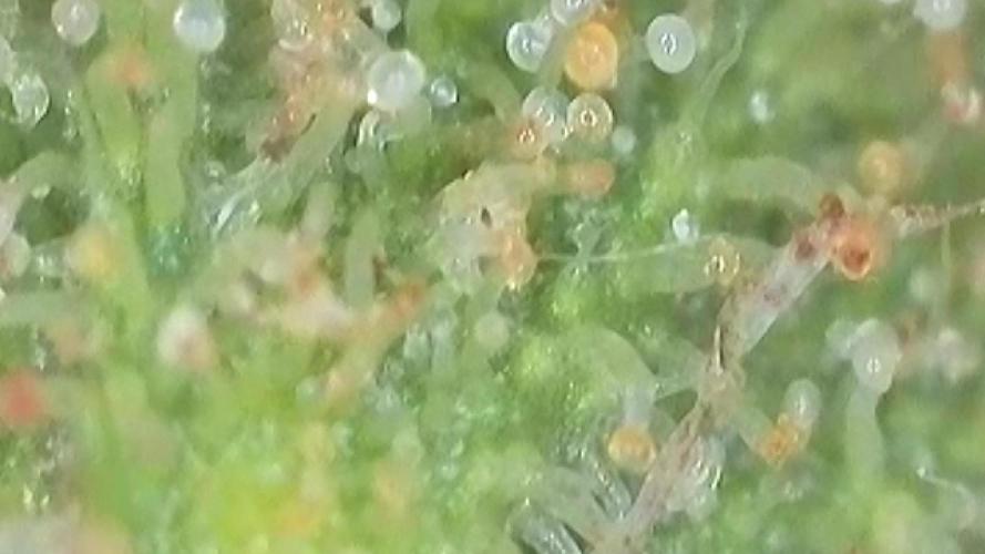 The Hobbit Hole Outdoor Grow 2026. Week 10