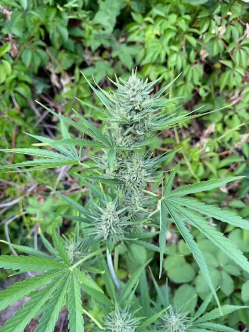 The Hobbit Hole Outdoor Grow 2026