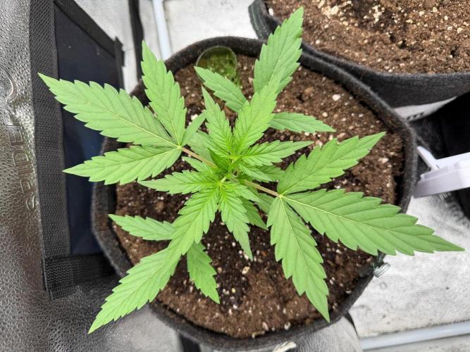 AUTO MALAWI X N.LIGHTS. Week 3