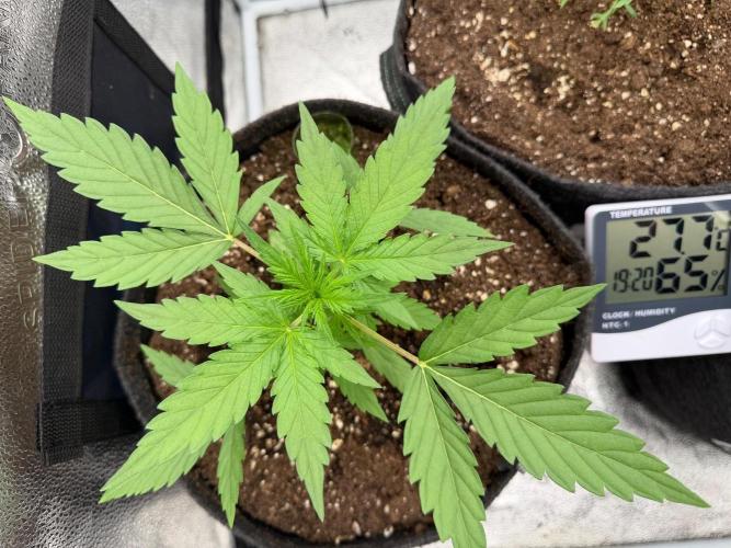 AUTO MALAWI X N.LIGHTS. Week 3
