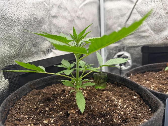 AUTO MALAWI X N.LIGHTS. Week 3