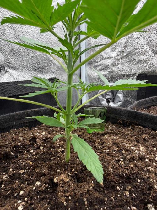 AUTO MALAWI X N.LIGHTS. Week 3