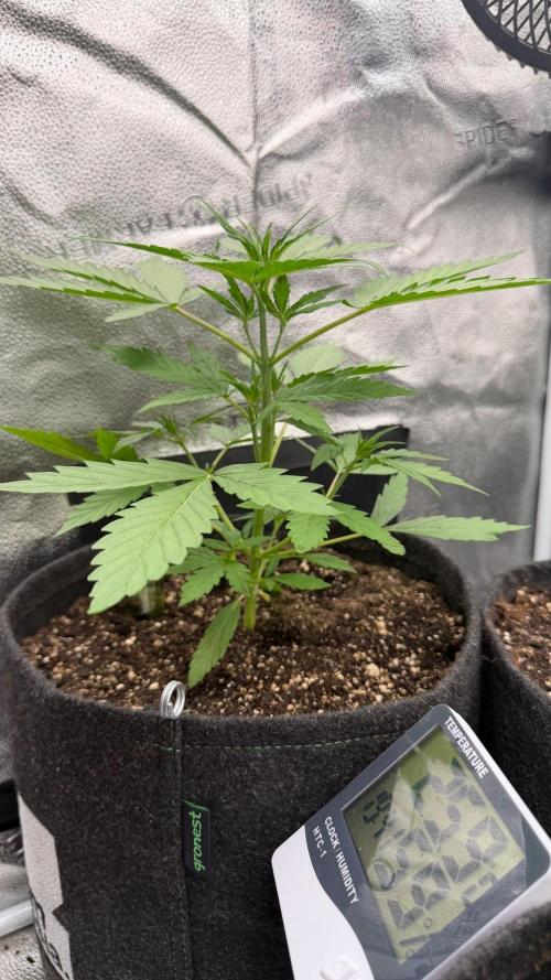 AUTO MALAWI X N.LIGHTS. Week 3