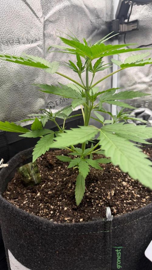 AUTO MALAWI X N.LIGHTS. Week 3