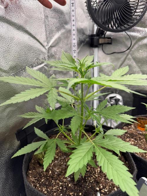AUTO MALAWI X N.LIGHTS. Week 3