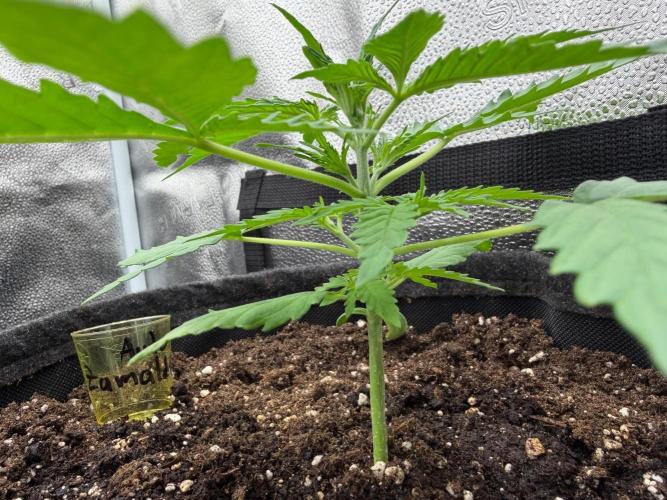 Zamaldelica Auto. Week 3
