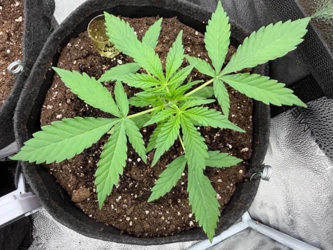 Zamaldelica Auto. Week 3
