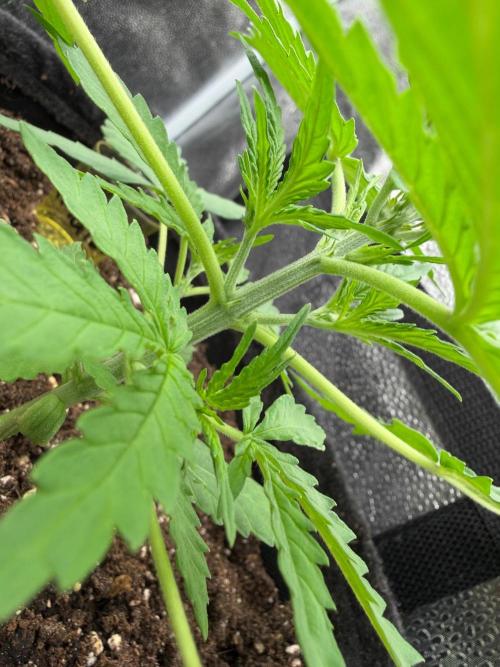 Zamaldelica Auto. Week 3
