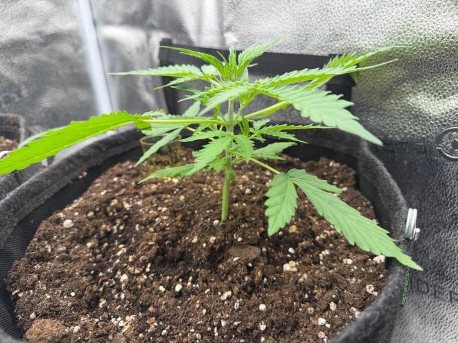 Zamaldelica Auto. Week 3