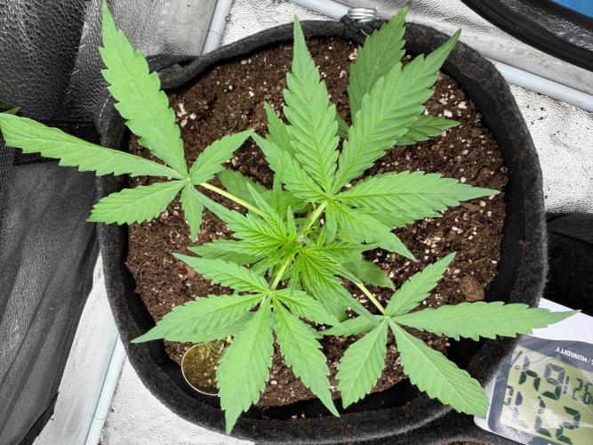 Zamaldelica Auto. Week 3