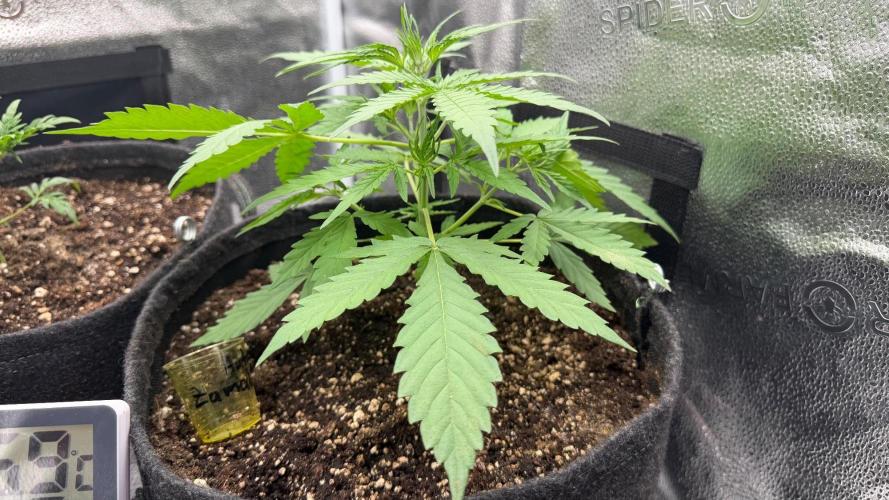 Zamaldelica Auto. Week 3